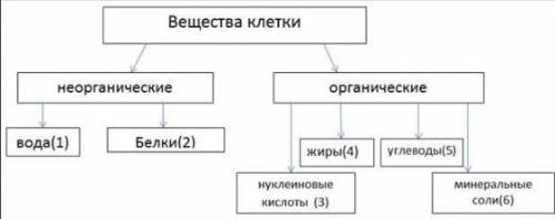 1. Изучите схему Вещества клетки, найдите в схеме биологическую ошибку, исправьте ее. 2. Какой циф