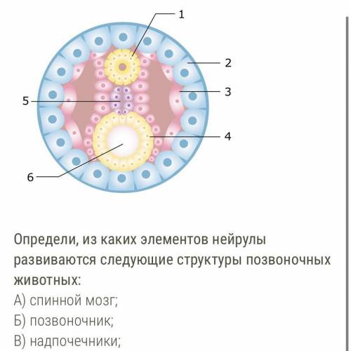 Определи, из каких элементов нейрулы развиваются следующие структуры позвоночных животных: А) спинно