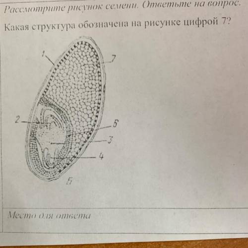 Второй вопрос: какое вещество запасается в структуре 7 и когда оно траться?