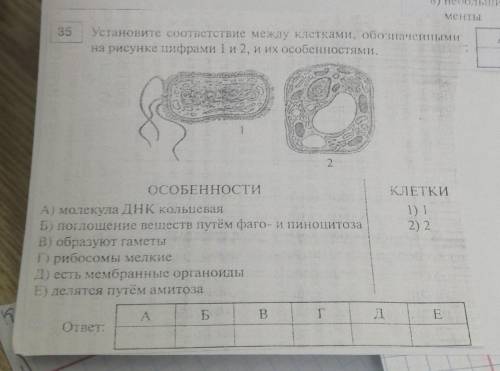 А. Установите соответствие между клетками, обоиначениями на рисунке цифрами 1 и 2, и их особенностям