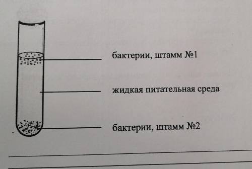 Задание 2. В емкость, с жидкой питательной средой, поместили несколько штамм бактерий. Часть бактери