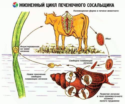 Особливості циклів розвитку сисунів