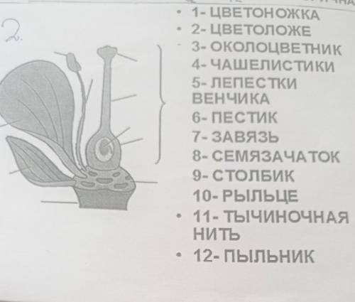 . О. 1- ЦВЕТОНОЖКА 2- ЦВЕТОЛОЖЕ 3- ОКОЛОЦВЕТНИК 4. ЧАШЕЛИСТИКИ 5- ЛЕПЕСТКИ ВЕНЧИКА 6- ПЕСТИК 7- ЗАВЯ