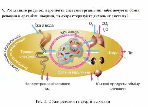 Розгляньте рисунок, перелічіть системи органів які забезпечують обмін речовин в організмі людини, та