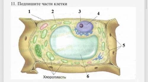 только ответьте правильно