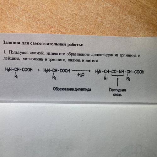 1. Пользуясь схемой, напишите образование дипептидов в аргинина и лейцина метионина и треонина валин