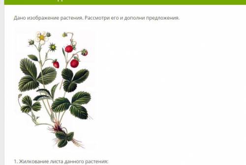 Дано изображение растения. Рассмотри его и дополни предложения. 1. Жилкование листа данного растения