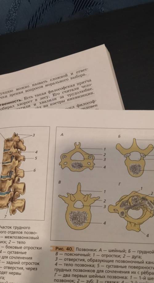 1. Рассмотрите позвонок, изучите его строение с рисун- ка 40 учебника на с. 89. Найдите его основные