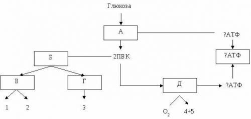 Рассмотрите общую схему энергетического обмена глюкозы (рис. 8). Назовите процессы, обозначенные бук