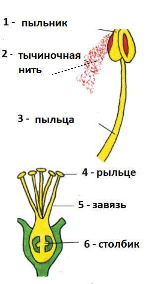 Укажите верные подписи к рисунку Строение пестика и тычинки, написав в пустую строку цифры, соотве