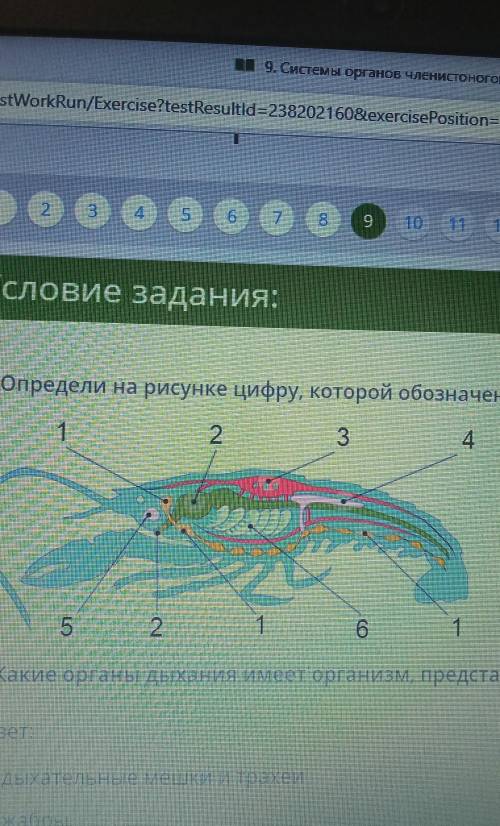 1.ОПРЕДЕЛИТЕ НА РИСУНКЕ ЦИФРУ,КОТОРОЙ ОБОЗНАЧЕН(-а,-о,-ы)дыхательная система ,и запиши её 2.Какие ор