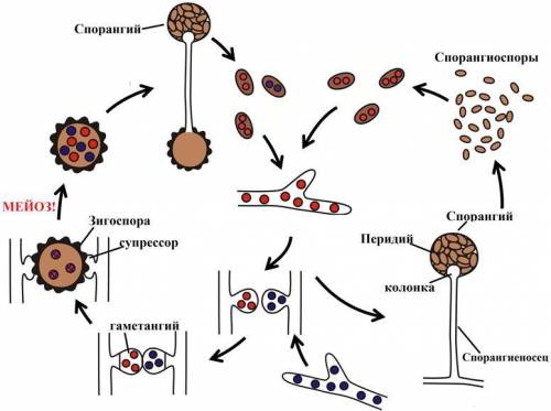 Для приведённого на схеме жизненного цикла представителя группы зигомицетов характерно следующее. В