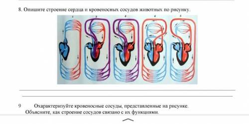 Опишите строение сердце и кравенносных сосудов животных по рисунку