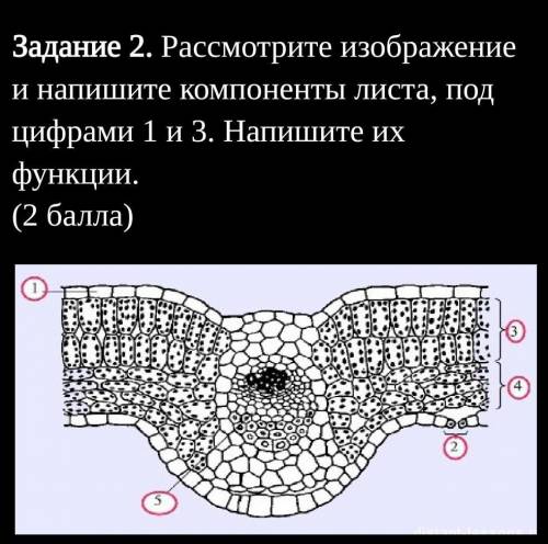 Задание 2. Рассмотрите изображение и напишите компоненты листа, под цифрами 1 и 3. Напишите их функц