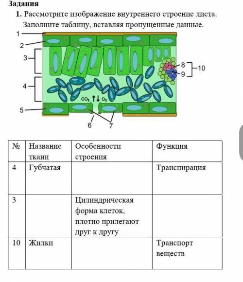 Рассмотрите изображение внутреннего строения листа. заполните таблицу, вставляя пропущенные данные