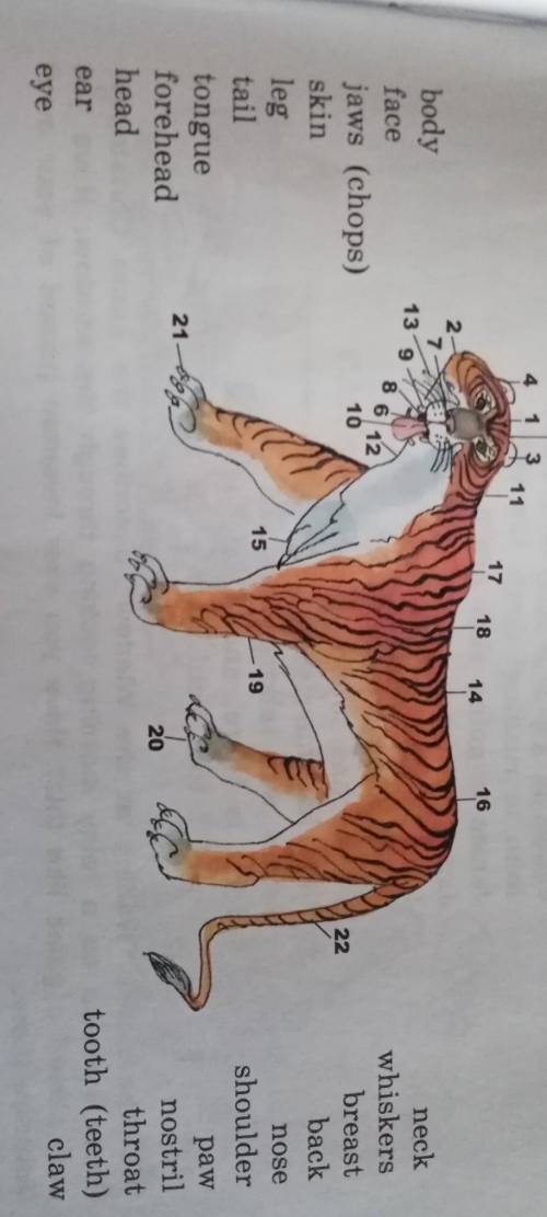 Look at the picture of a tiger and match the number with the words describing parts of its body. Lis