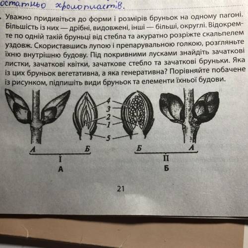 Уважно придивіться до форми і розмірів бруньок на одному пагоні. i Більшість із них — дрібні, видовж