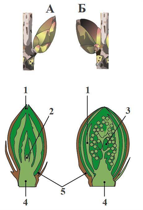 1. Правильно ли, что: «Почка — это зачаточный побег».? 2. Генеративная почка на этом рисунке обознач
