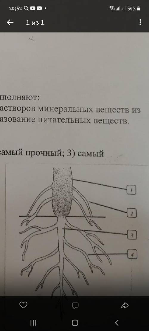 Что обозначено цифрами в корневой системе?