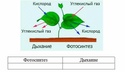 Сравните процессы фотосинтеза и дыхания. Заполните таблицу.