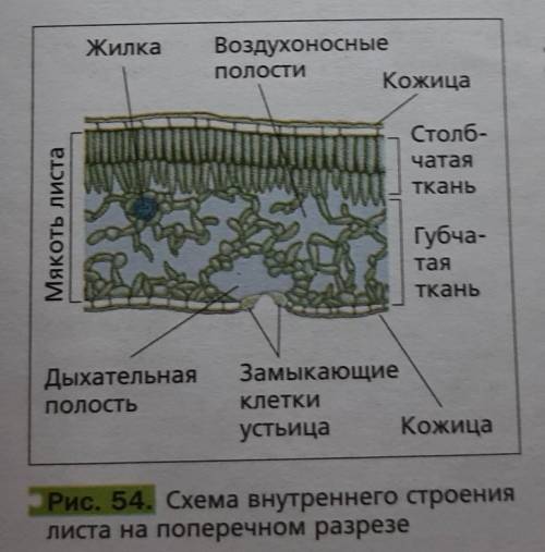 Выберите три правильных ответа из шести. В состав жилки листа входят Укажите один или несколько прав