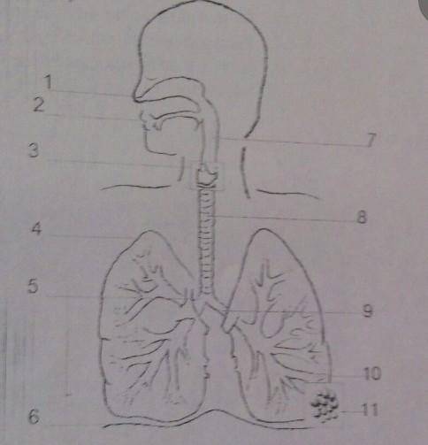 Перечислите воздухоносные пути человека . (1 б.) 2. Назовите структуру, обозначенную под цифрой 9 .