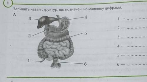 Запишіть назви структур що позначені на малюнку цифрами