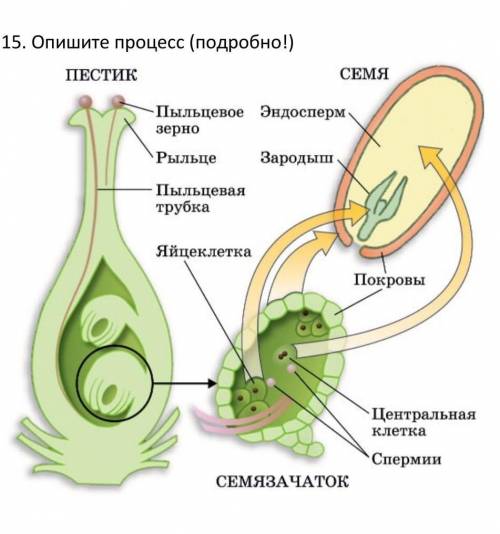 Опишите процесс. подробно!