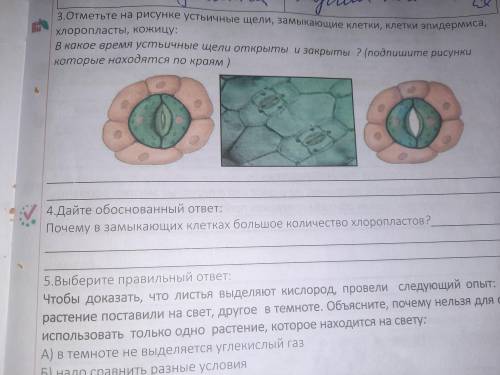 Отметьте на рисунке устьичные щели замыкающие клетки клетки эпидермиса хлоропласты кожицу В какое вр