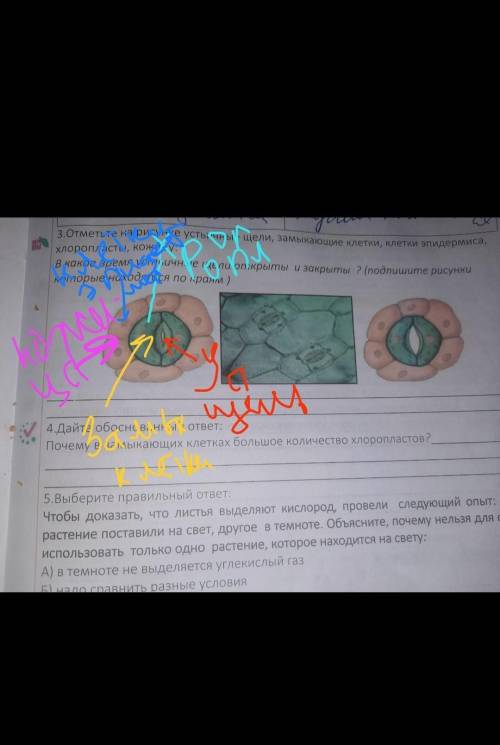 Отметьте на рисунке устьичные щели замыкающие клетки клетки эпидермиса хлоропласты кожицу В какое вр
