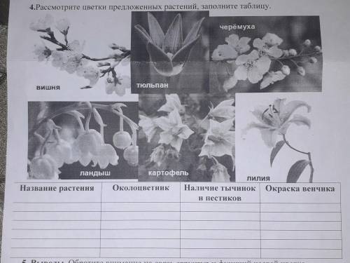 4.Рассмотрите цветки предложенных растений, заполните таблицу.