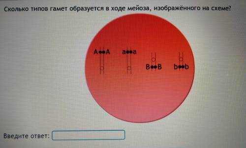 Сколько типов гамет образуются в ходе мейоза изображённого на схеме?