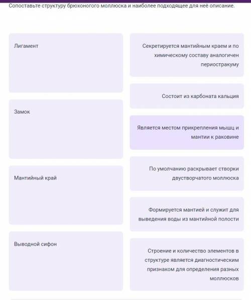 Сопоставьте структуру брюхоногого моллюска и наиболее подходящее для неё описание.