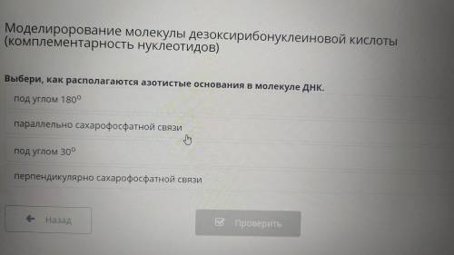 Выбери, как располагается золотистые основания в молекуле ДНК 1) под богом 180°2) параллельно сахаро