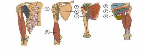 Очень надо назовите главные мышцы плечевого пояса над цифрами