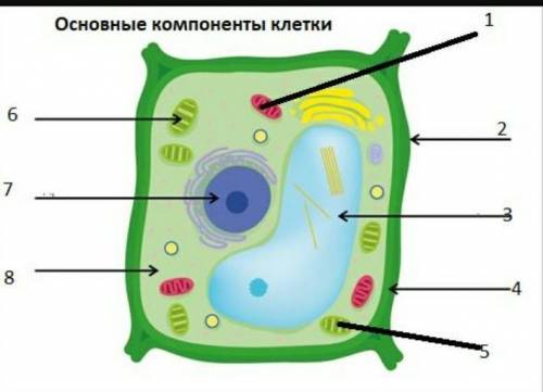 Основные компоненты клетки !