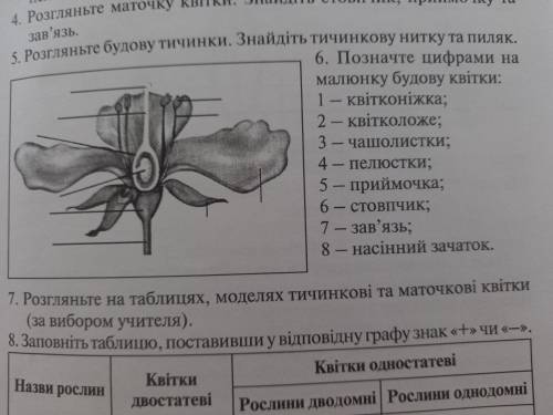 До іть! позначте цифрами на малюнку будову квітки.