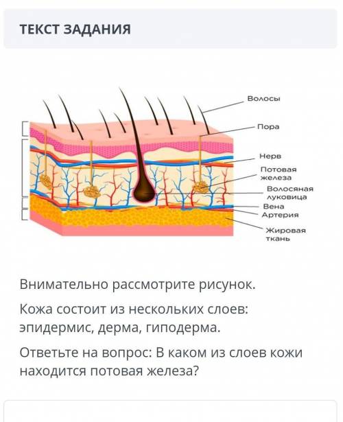 Внимательно рассмотрите рисунок. Кожа состоит из нескольких слоев: эпидермис, дерма, гиподерма. отве