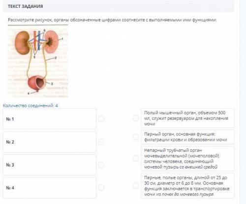 ( Рассмотрите рисунок, органы обозначенные цифрами соотнесите с выполняемыми ими функциями:Количеств