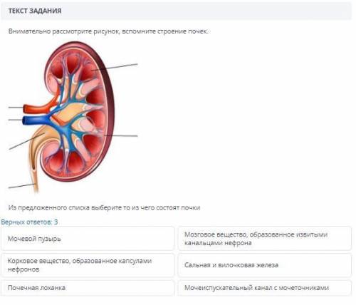 ( Внимательно рассмотрите рисунок, вспомните строение почек. Из предложенного списка выберите то из