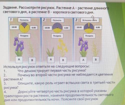 Задание. Рассмотрите рисунок. Растение А- растение длинного светового дня, а растение В- короткого с