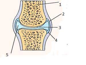 Задание 3. Рассмотрите рисунок А) Назовите структуру связи Б) каково значение суставной жидкости