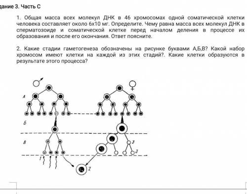 ГАМЕТОГЕНЕЗ И ОПЛОДОТВОРЕНИЕ Задание 1. Часть А. Выберите один правильный ответ.1.Какой набор хромос