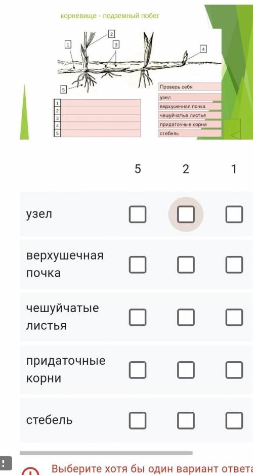 Видоизменение побегов Запиши в специальном поле обозначения, указанные на рисунке