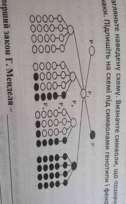 Розгляньте наведену схему. Визначте символи, що позначають домінантну і рецесивну ознаки. Підпишіть