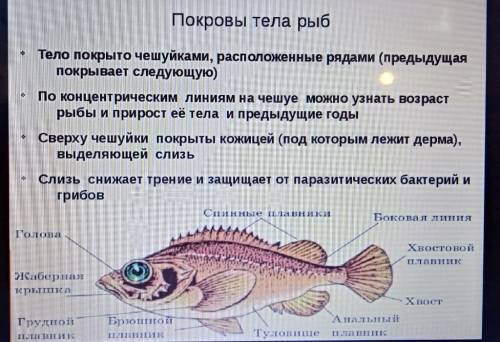 Лабораторная работа Тема:Изучение особенностей различных покров телаЦель работы:выявить сходство и р