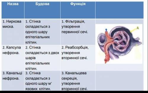 Вкажіть ознаки, характерні для структури нефрона, позначеної на малюнку буквою А. Виберіть правильни