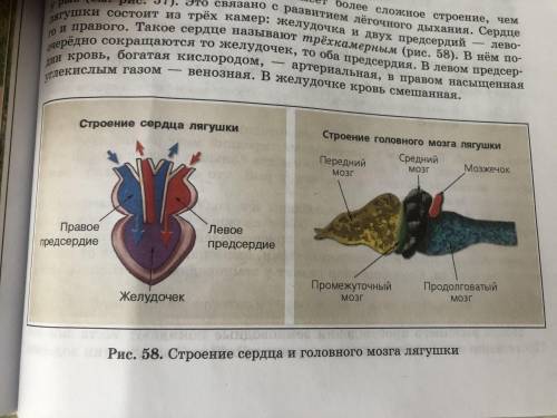 Задание №1: Сделать рисунок кровеносной системы лягушки (рисунок в учебнике №58 стр.131 цветным) и у