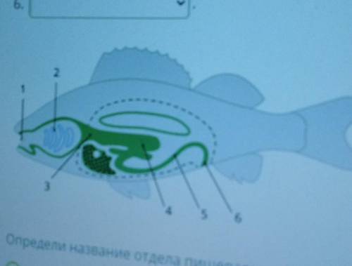 Расположи органы пищеварительной системы рыбы в верной последовательности, начиная со рта: 2 3. S. {