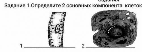 Задание 1.Определите 2 основных компонента клеток.